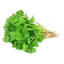 Coriander , dhania कोथिंबीर 1pcs