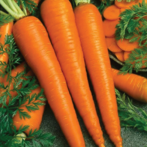 Fresh Carrots